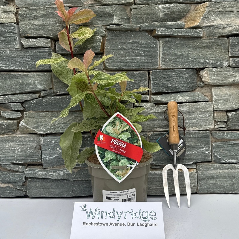 Photinia serr. Pink Crispy  3 Ltr pot
