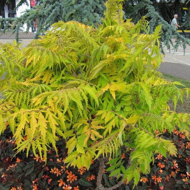 Rhus typh. Tiger Eyes  3 Ltr pot