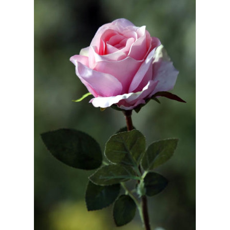 Roses-Large Bud-Pale Pink