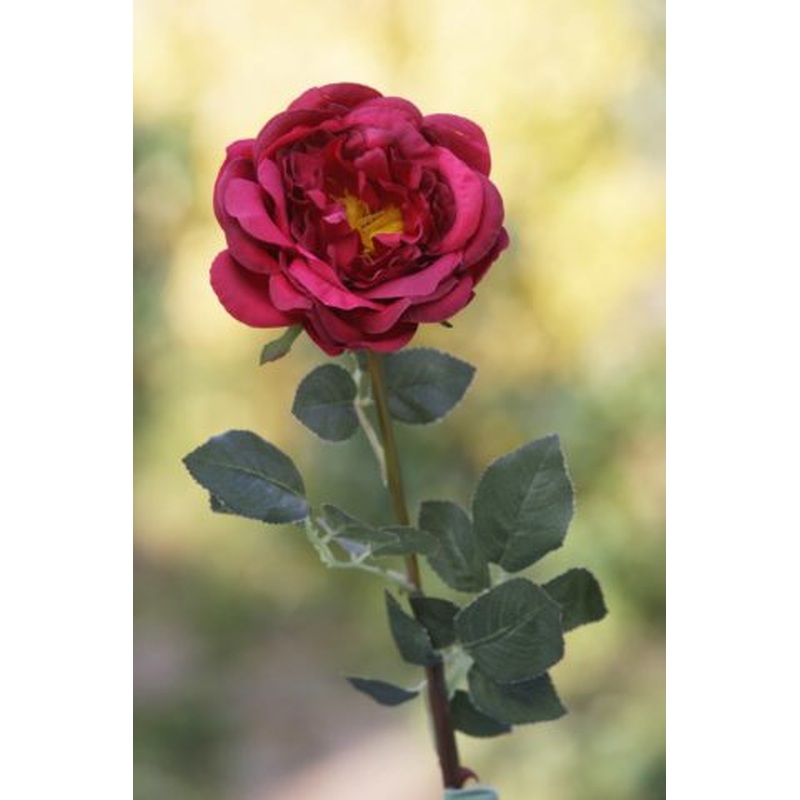 Roses-Large Old English with bud-Red
