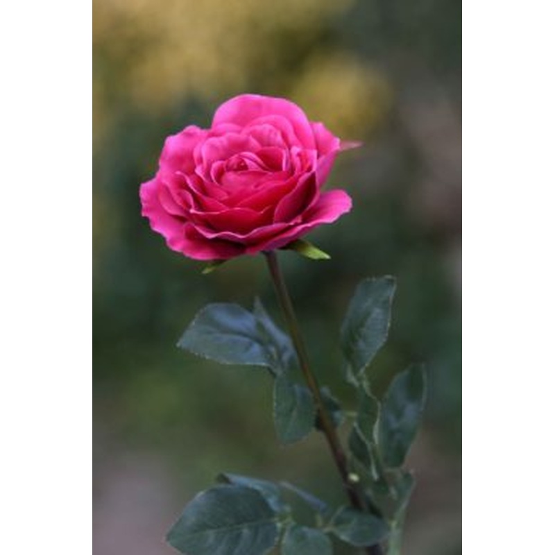 Roses-Large single Hybrid Tea-Dark Pink