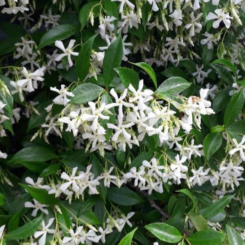 Trachelospermum jasminoides  2.25 Ltr Pot ( Star of Jasmine )