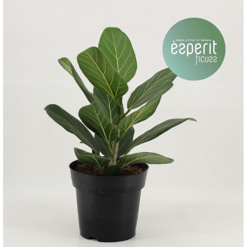 Banyan Tree (Ficus Benghalensis Audrey)