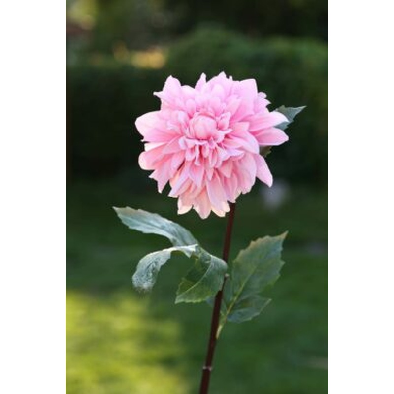 Dahlia Light Pink