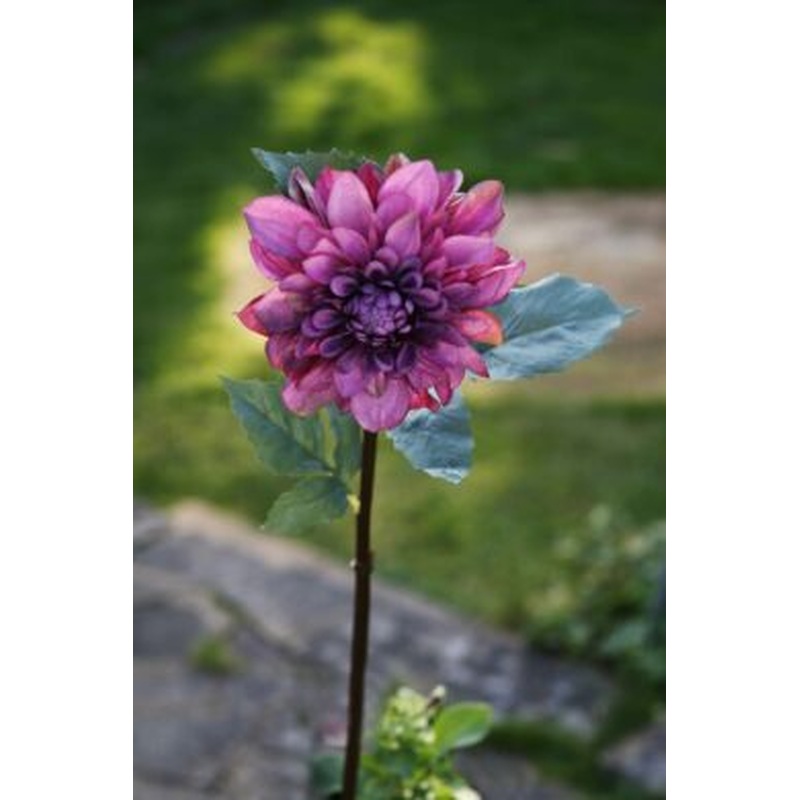 Dahlia  Mauve