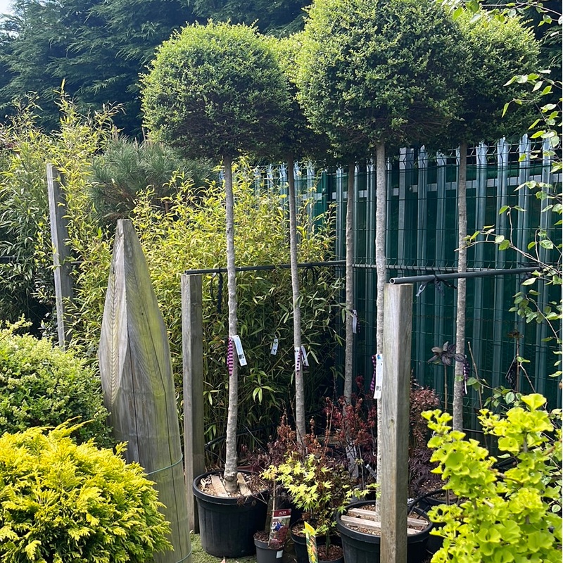 LIGUSTRUM JONANDRUM CLT 55 CIRC. TR. 12 - 14 CM STD CHIOMA 60 - 70 CM