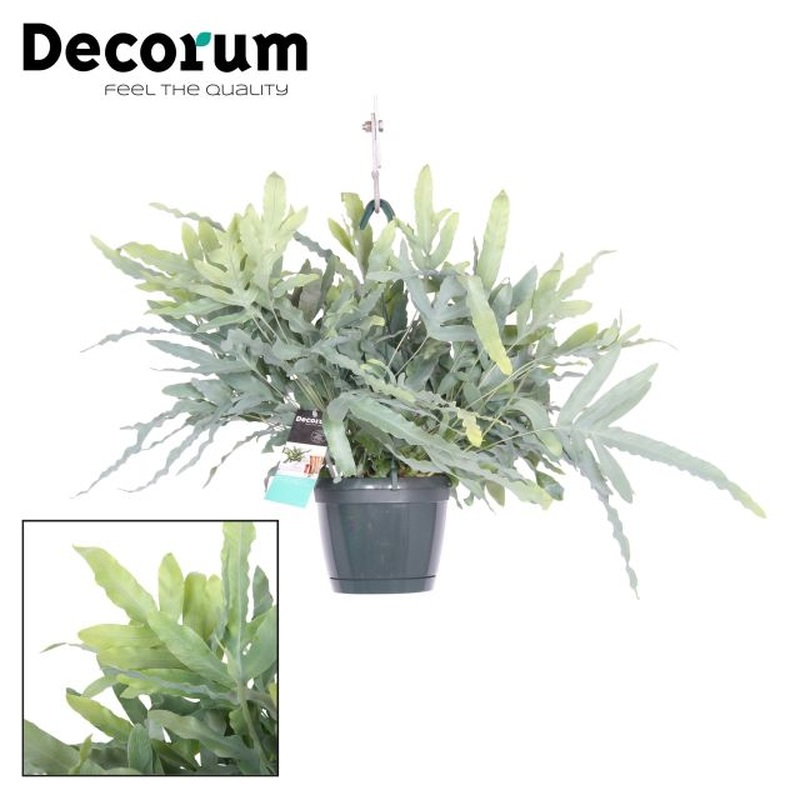 Phlebodium aureum Blue Star hanging pot