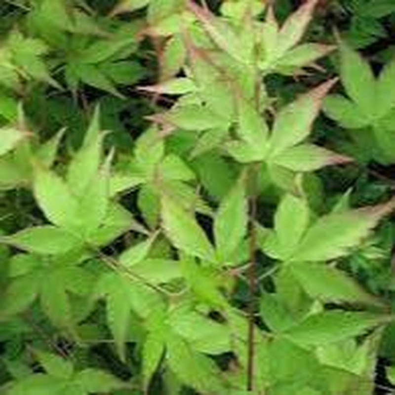 ACER PALMATUM LITTLE PRINCESS VASO ECO CLT 15  TRONCO 90 CM    1/2 STD