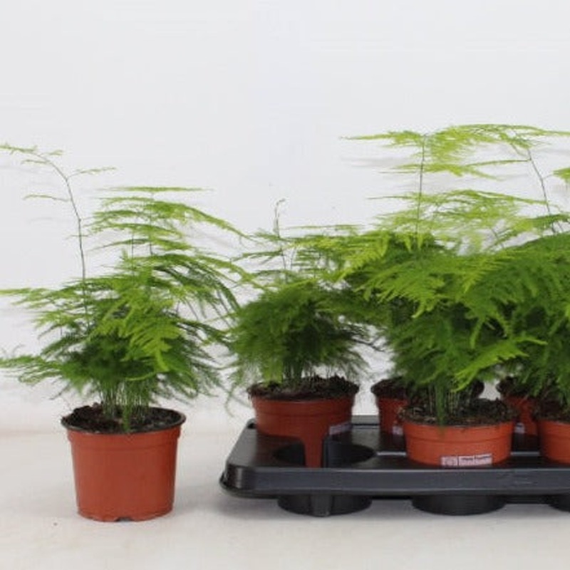 Asparagus Fern Asparagus Setaceus (6cm Pot)