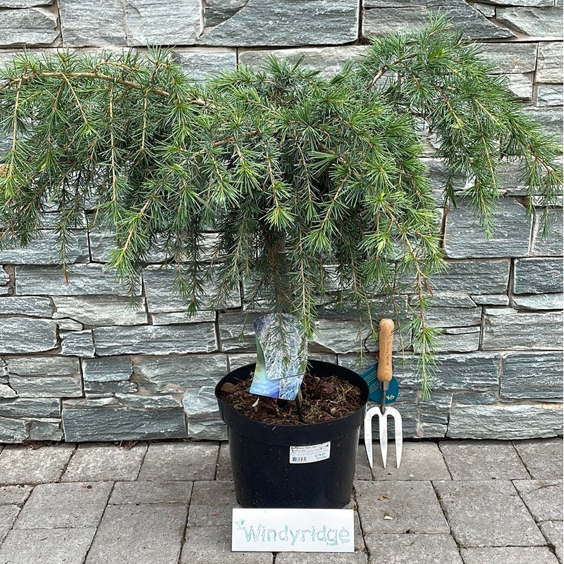 Cedrus deod. Feelin Blue  50 CM STEM C10
