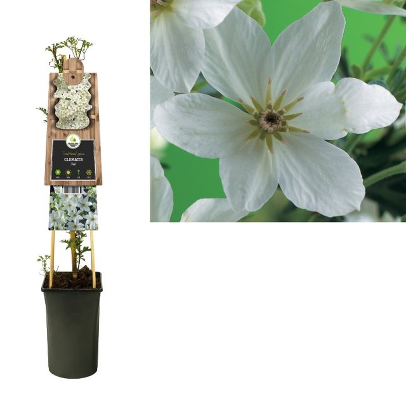 Clematis Joe  S-pot(2,25 L)