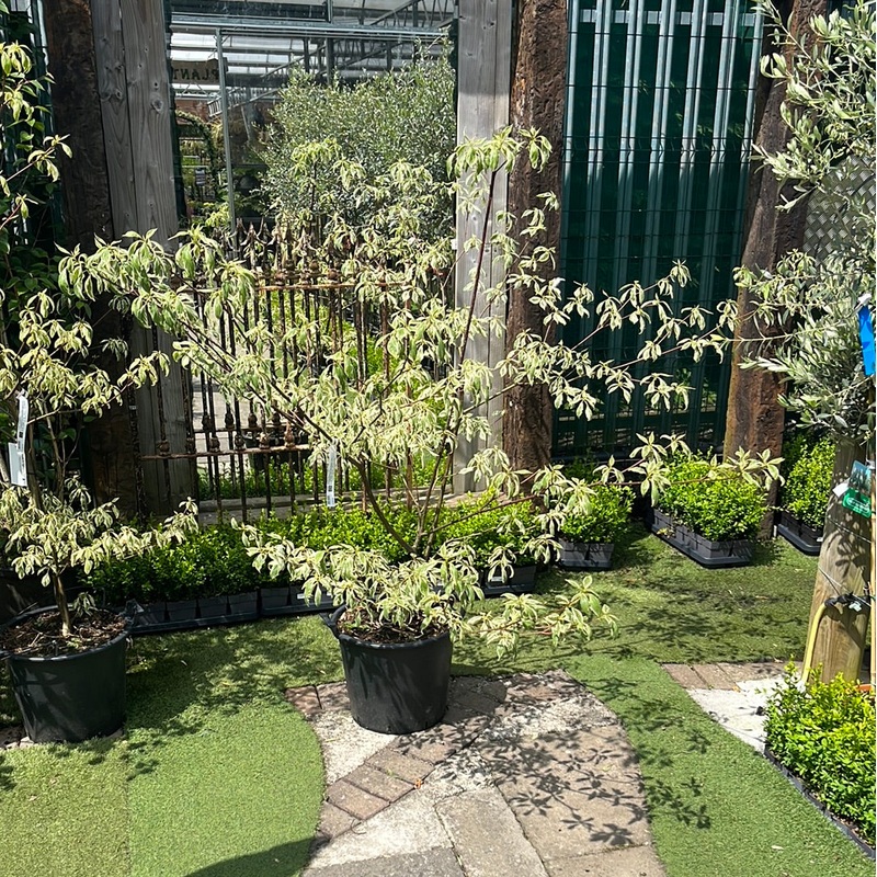 CORNUS CONTROVERSA VARIEGATA