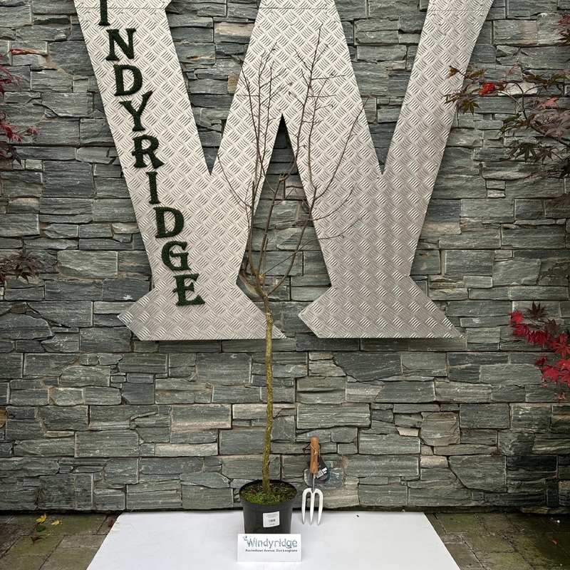 Corylus avellana Annys Red Dwarf  60 CM STEM C4