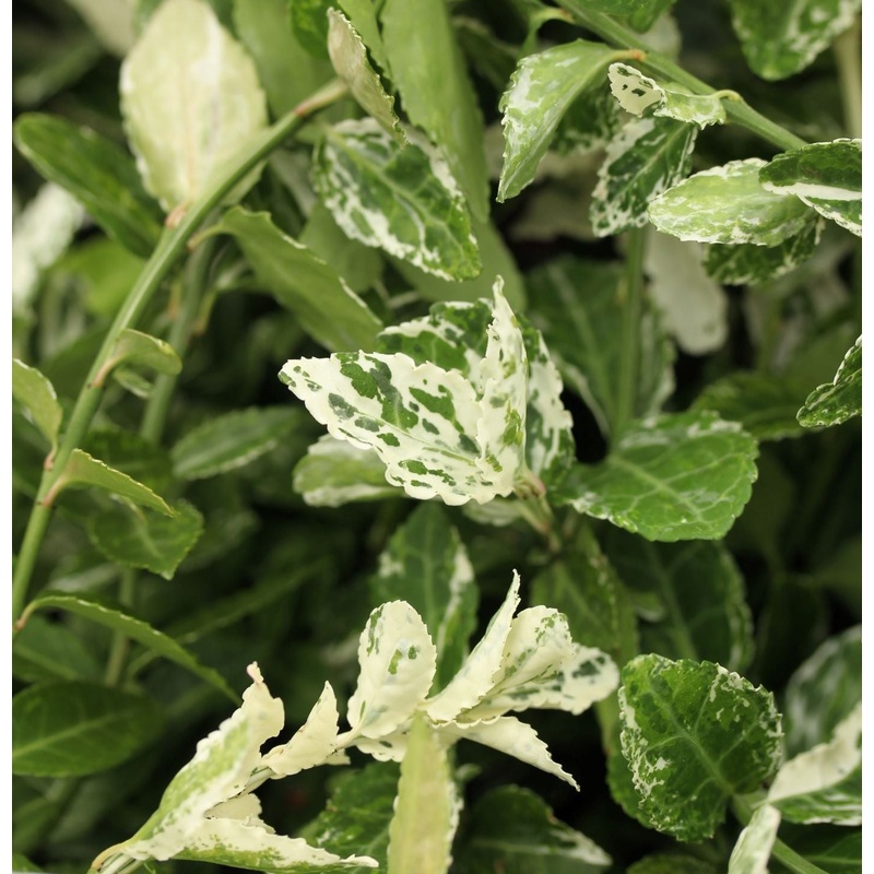 Euonymus fort. Harlequin