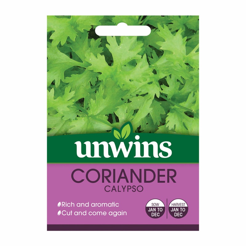 Herb Coriander Calypso