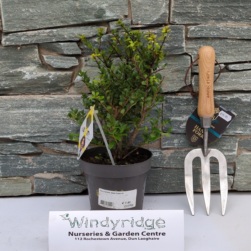 Ilex crenata Dark Green  P14