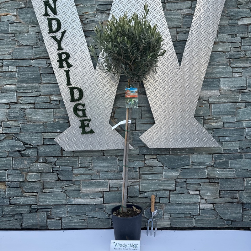 Olive Tree Olea europaea (28cm Pot)