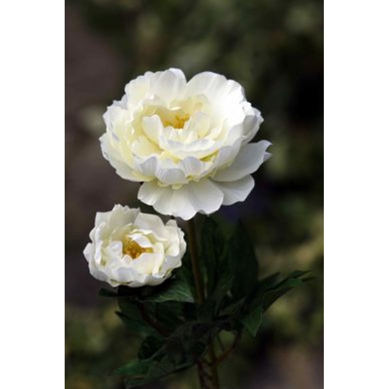 Peony-Full Blown with Bud-Ivory