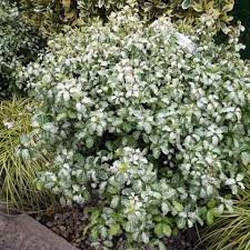 PITTOSPORUM tenui.  Irene Patterson  30/40 3L
