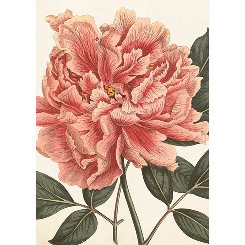 Vintage card Peony rose