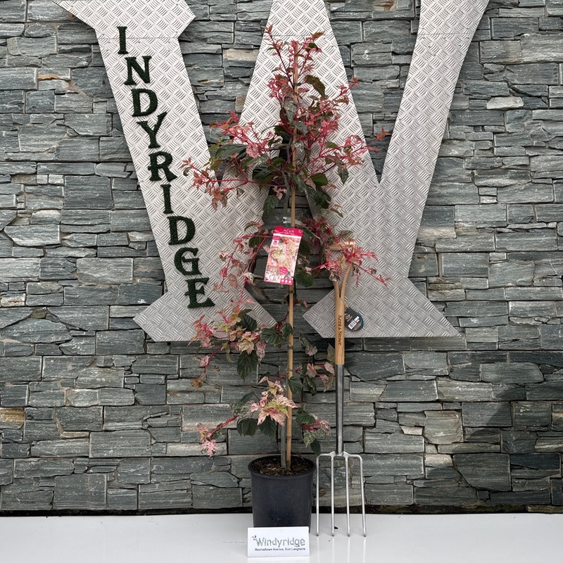 ACER CONSPICUUM RED FLAMINGO 1/2 Standard 10ltr Pot