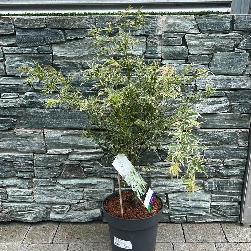 Acer palmatum Butterfly  5 Ltr Pot