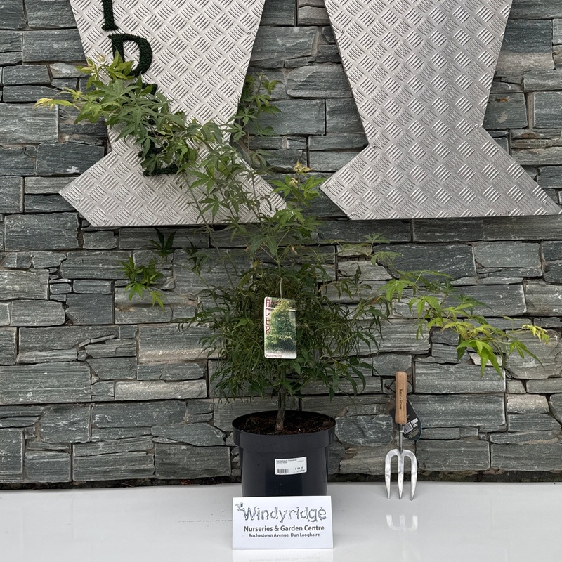 Acer palmatum Koto-no-ito  60-80 CM