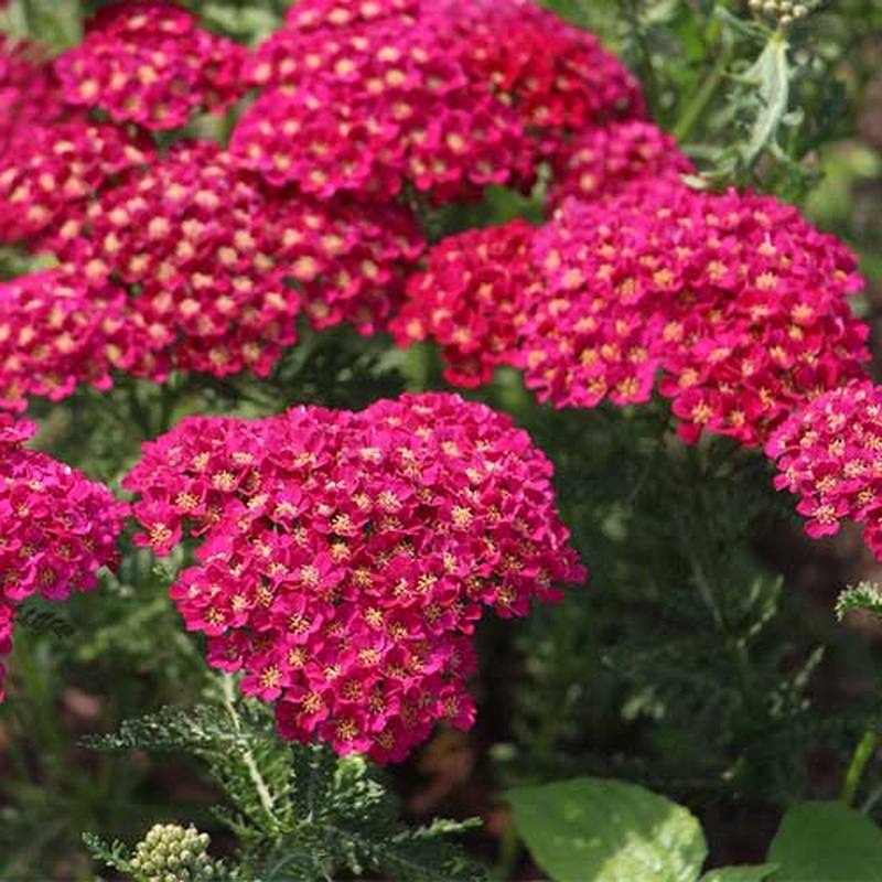 Achillea Saucy Seduction 2ltr pot