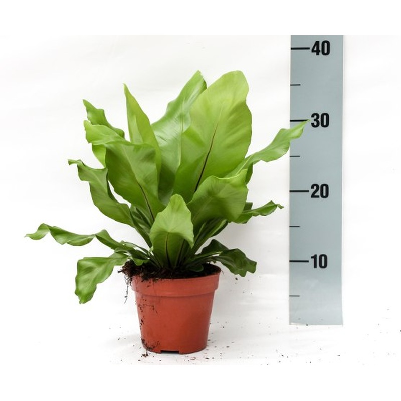 Asplenium nidus  P12