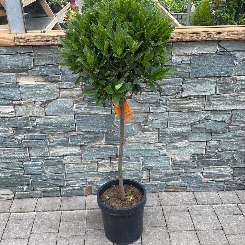 Bay Standard 1/2 Stem Crown 40/45cm Dia. Pot 25cm