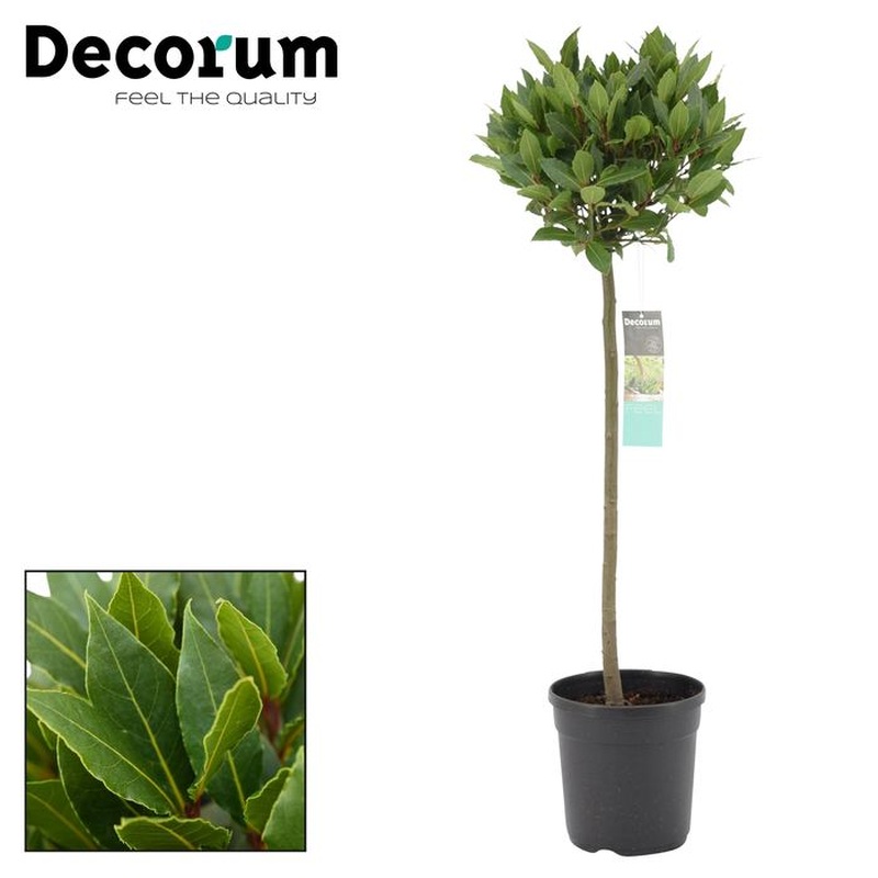 Bay Standard 25 head Laurus nobilis
