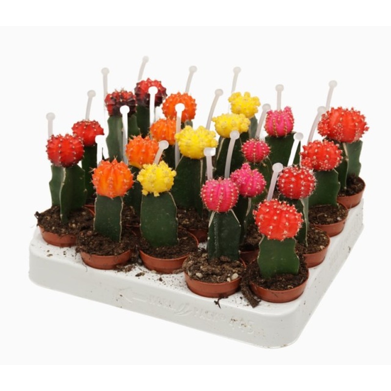Chin Cactus (Gymnocalycium Mix)