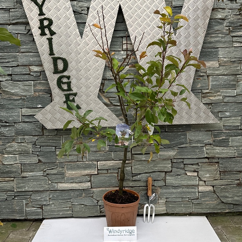 Coronet Family apple