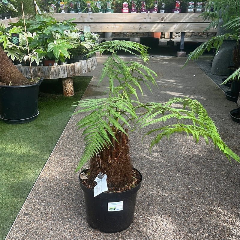 Dicksonia Antarctica 30-40cm 1 foot