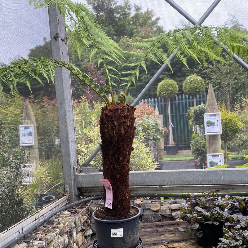 Dicksonia Antarctica 60-70cm 2 foot