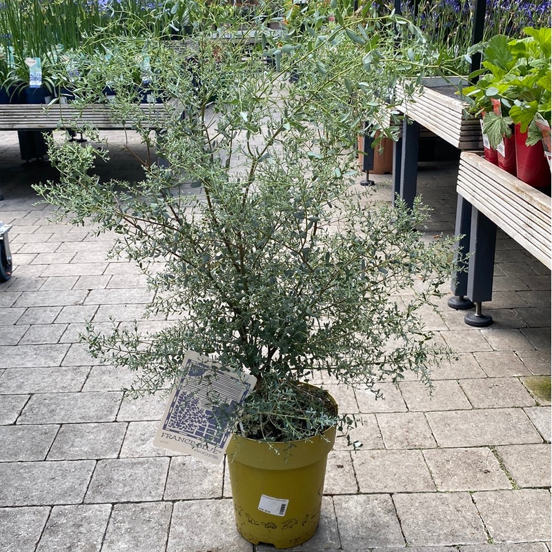 Eucalyptus gunnii France Blue