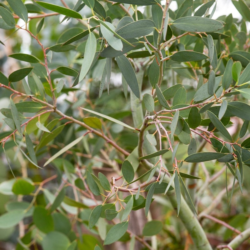 Eucalyptus parvifolia