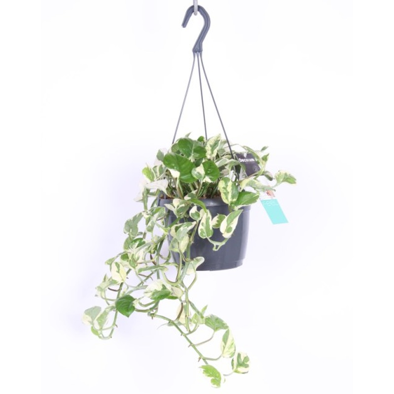 Golden Pothos Epipremnum Aureum NJoy (Hanging Pot)