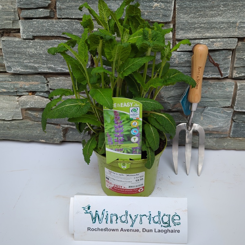 May Night Sage (Salvia Sylvestris Mainacht)