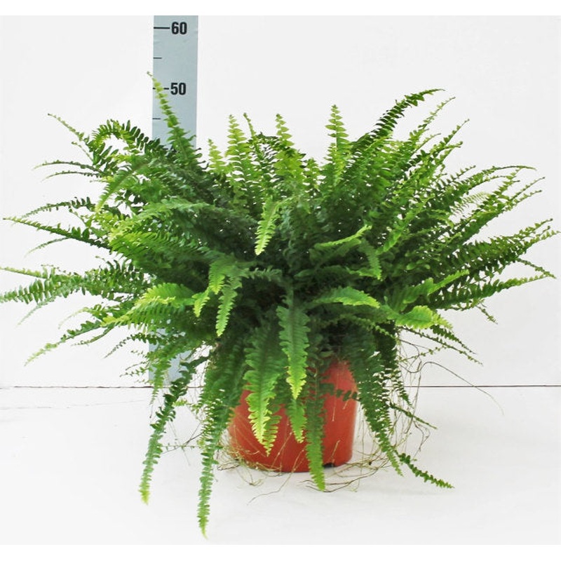 Nephrolepis exal. Green Lady  P24