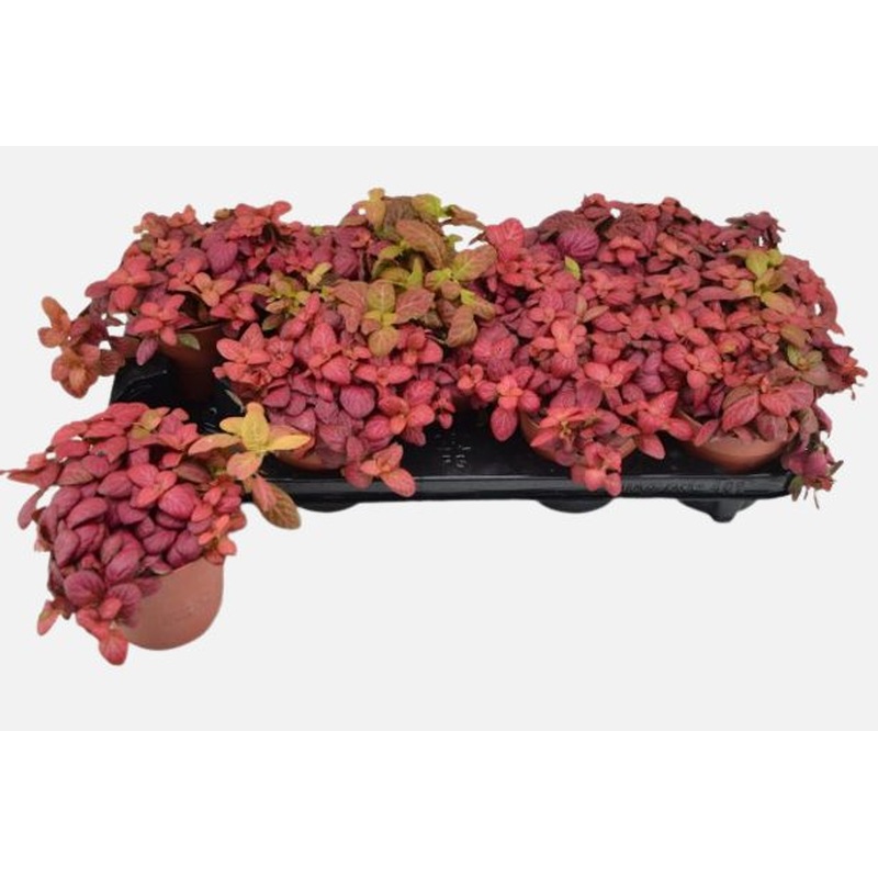 Nerve Plant Fittonia Pink Special (12cm Pot)