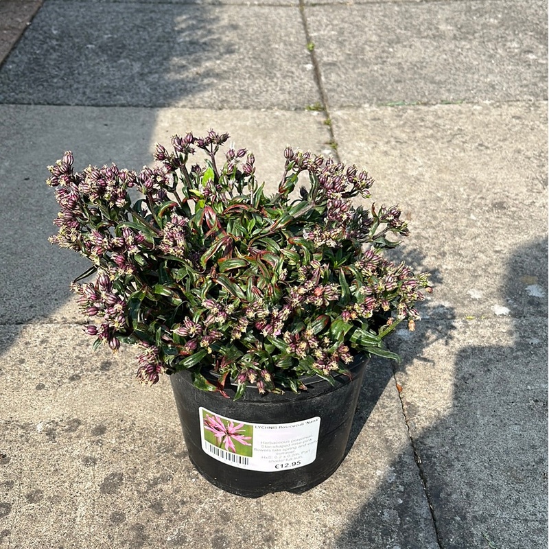 Ragged Robin Lychnis Flos Cuculi Nana (3Ltr Pot)