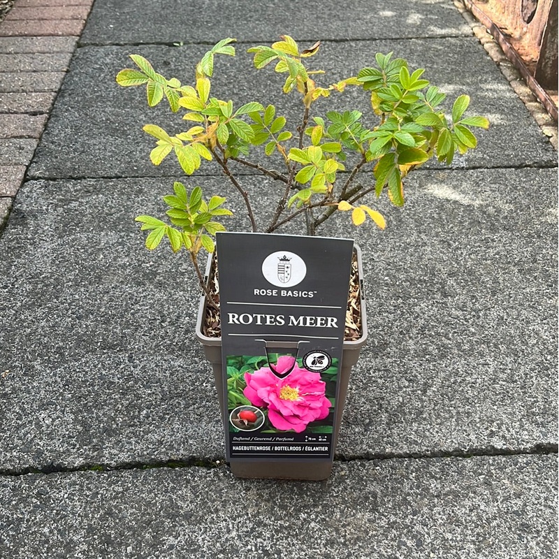 Rosa rugosa mix  3 Ltr, square pot