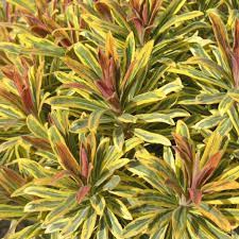 Spurge Euphorbia Ascot Rainbow (3Ltr Pot)