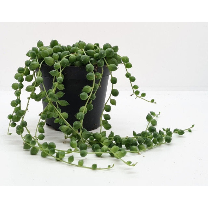 String of Pearls Senecio Rowleyanus (8cm Pot)