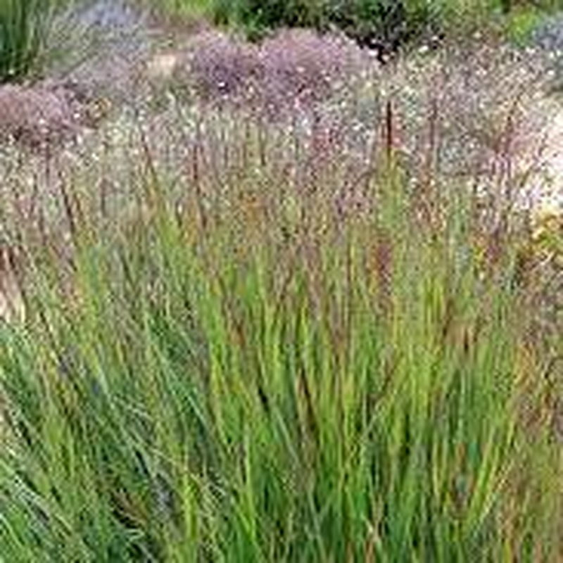 Switch Grass (Panicum Virgatum Shenandoah)