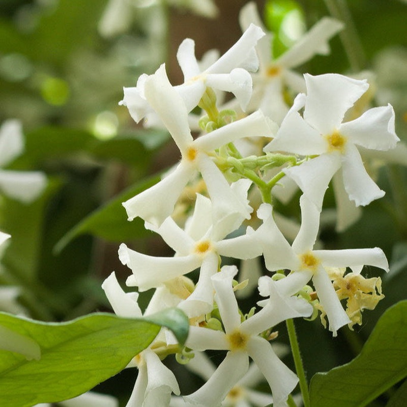 Trachelospermum jasminoides H150 cm ( Star of Jasmine )