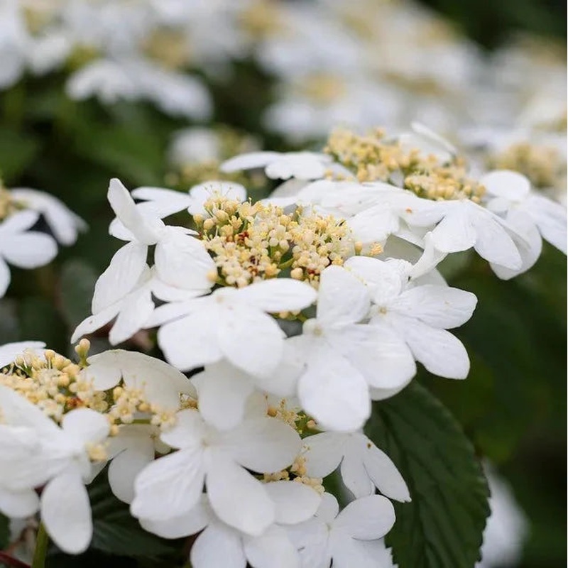 Viburnum plic. Watanabe  3 Ltr pot