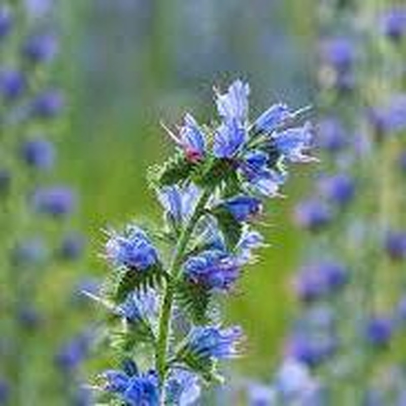Vipers Bugloss Echium Vulgare (2Ltr Pot)