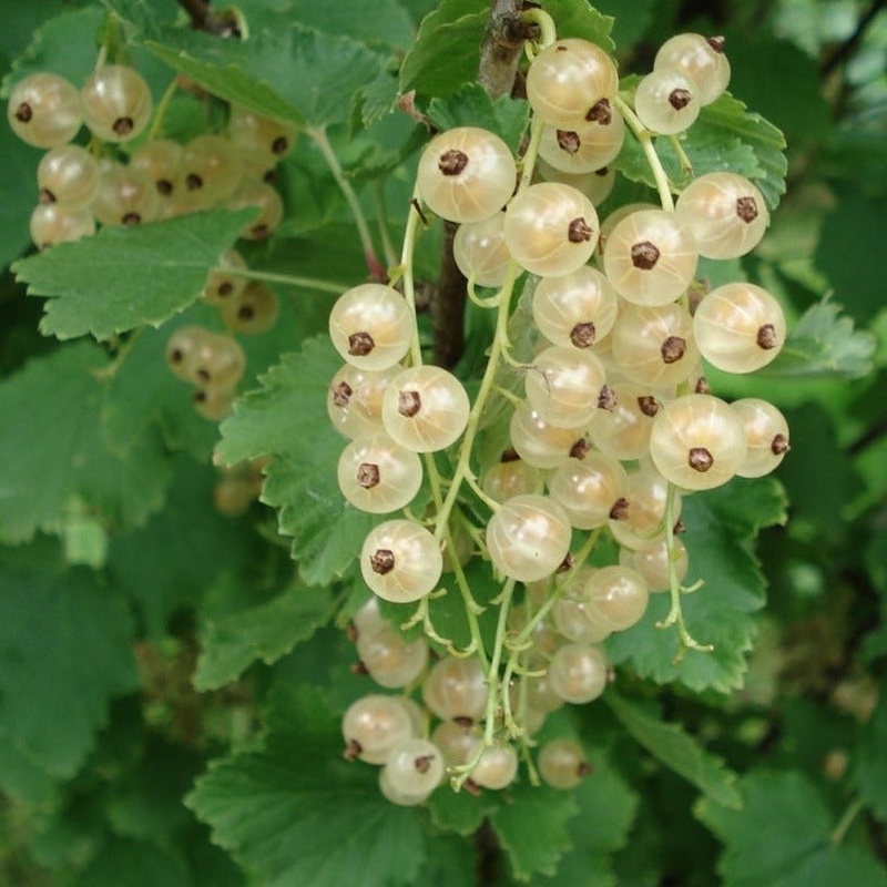 White currant 3Ltr